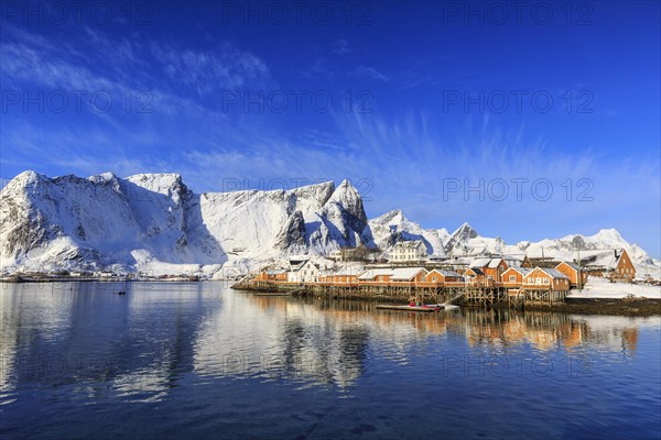 Yellow rorbuer in winter