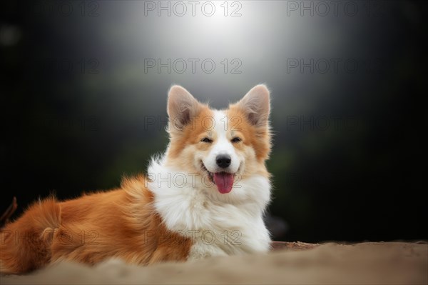 A Welsh Corgi Pembroke dog sits and looks straight ahead. Summer