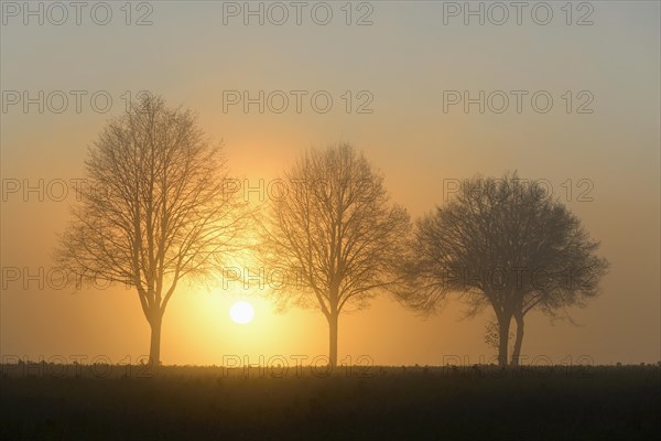 Deciduous trees in the fog at sunrise