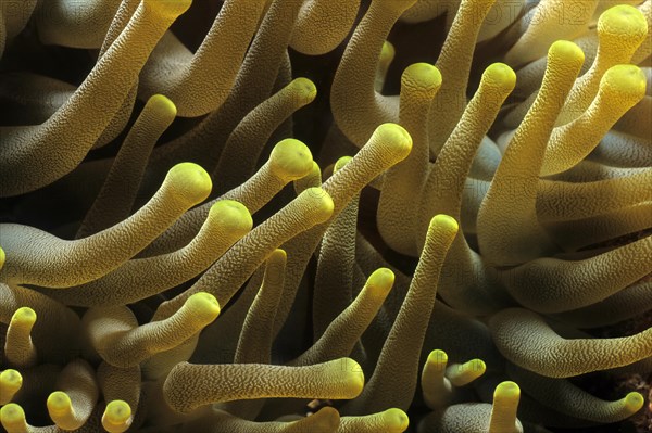 Close-up of tentacles Tentacles of sea anemone bubble-tip anemone