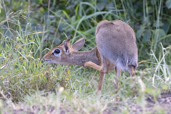 Dik