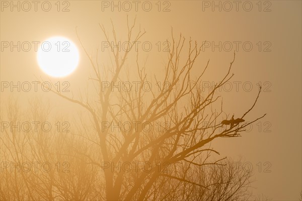 Great cormorant