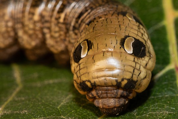 Medium vine hawk moth caterpillar sitting on green leaf looking from the front