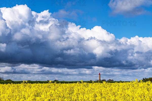 Lighthouse Fluegge behind rape field