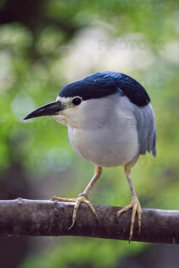 Black crowned night heron