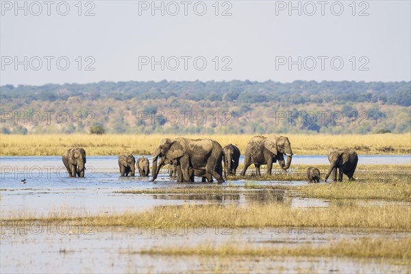 African elephant