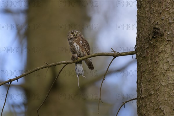 Pygmy Owl