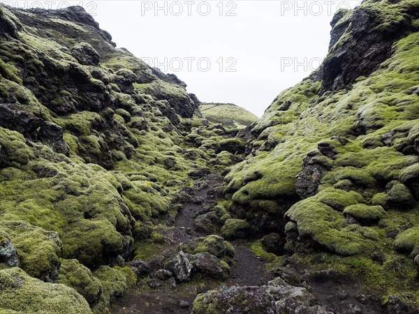 Moss-covered volcanic landscape