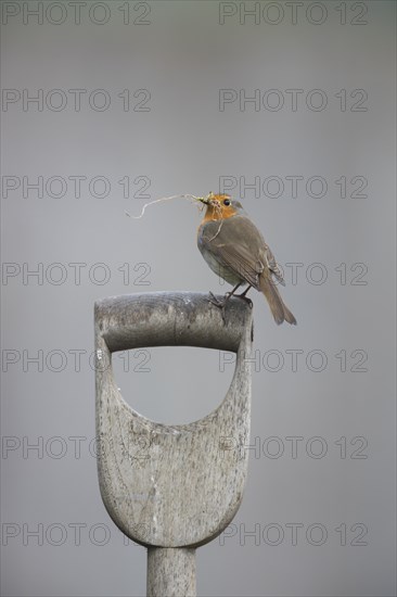 European robin