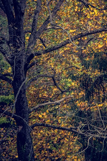 Autumn tree leaves texture background. leaf background texture