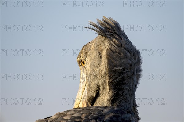 Shoebill