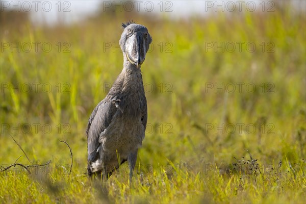 Shoebill