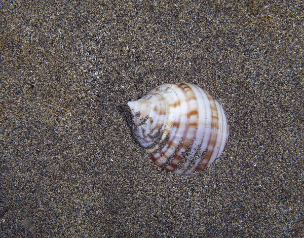 Barrel snail