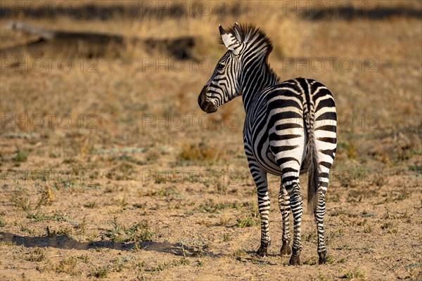 Plains Zebra of the subspecies crawshay's zebra