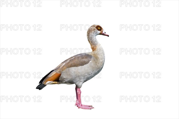 Egyptian goose