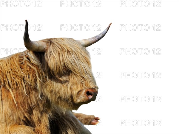 Highland cow