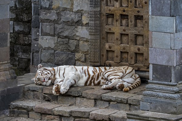 White tiger