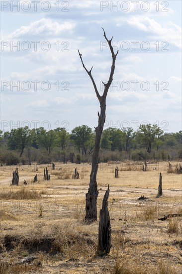 Dead trees and track