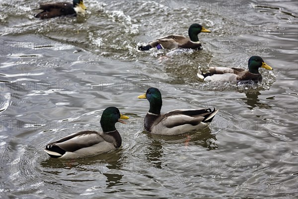 Four mallards