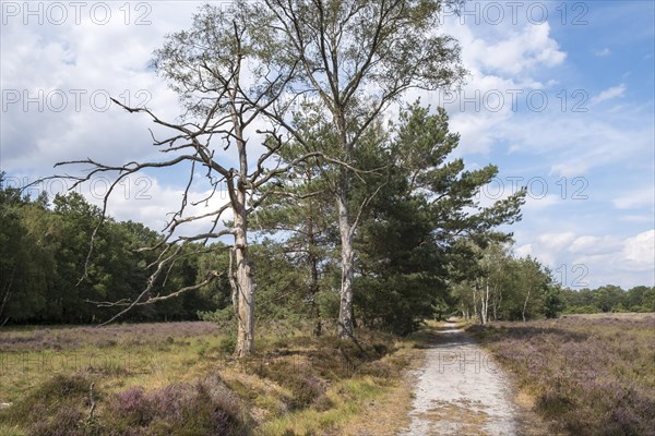 Buurserzand Nature Reserve