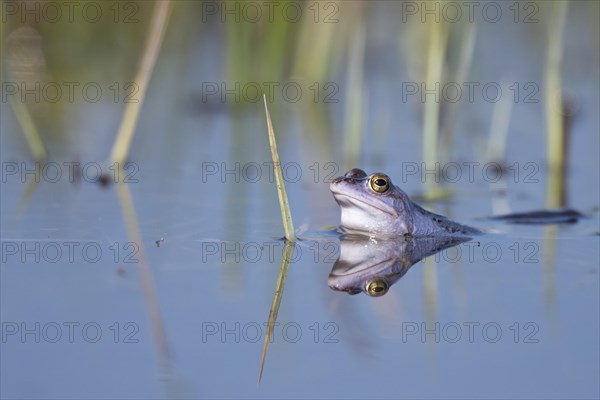 Blue moor frog