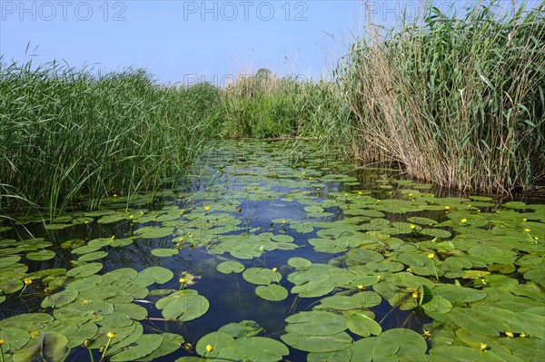 Water lily field