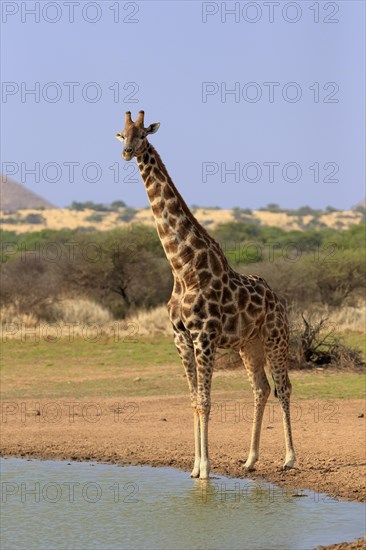 Southern giraffe