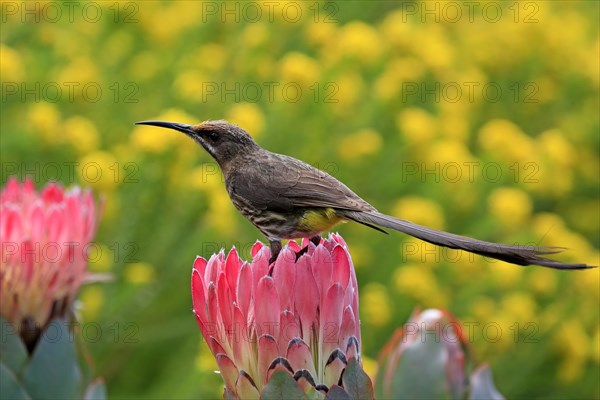 Cape sugarbird