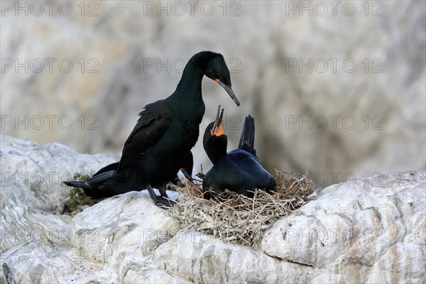 Cape Cormorant