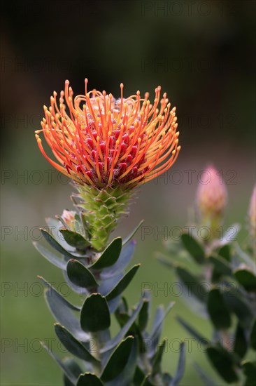 Pincushion Protea