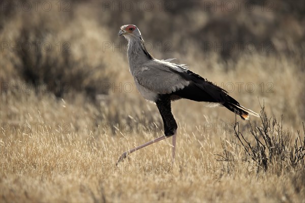 Secretary bird