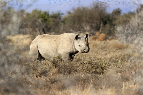 Black rhinoceros