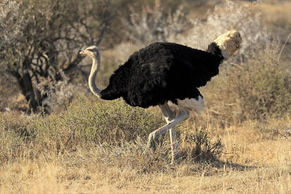 South African ostrich