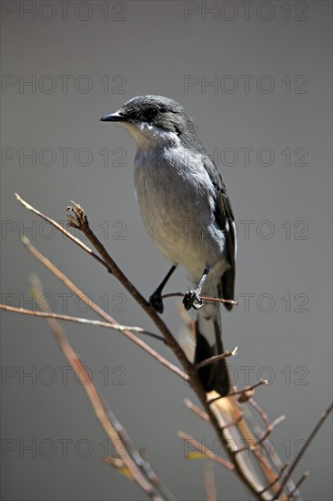 Shrike Flycatcher