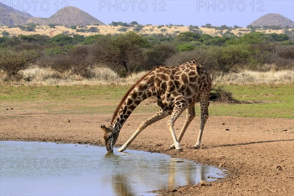 Southern giraffe