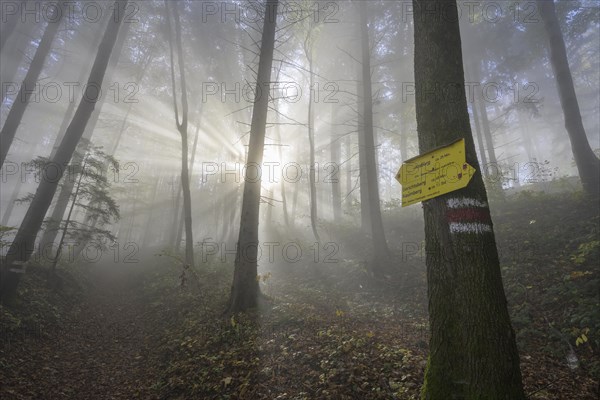 Signpost and foggy atmosphere in the forest