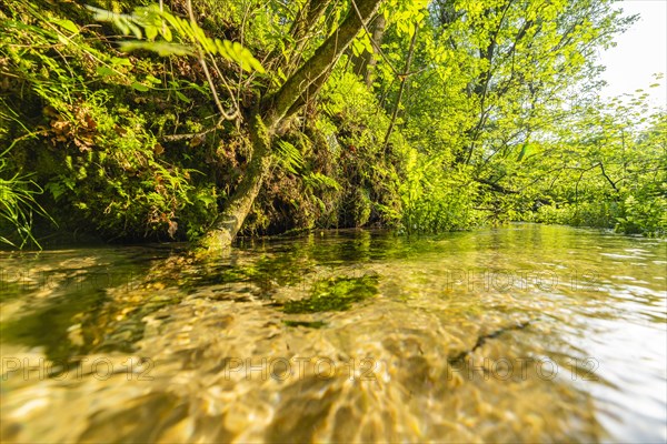 The Ems near the Ems springs in the Moosheide nature reserve near Hoevelhof in North Rhine-Westphalia