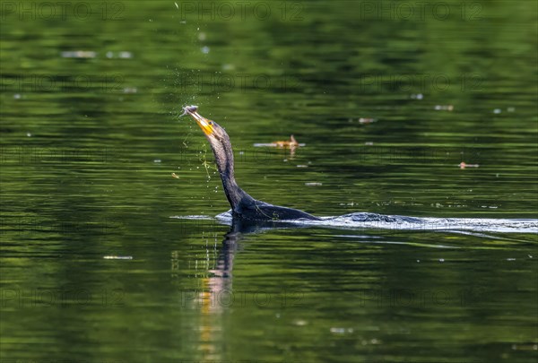 Great cormorant