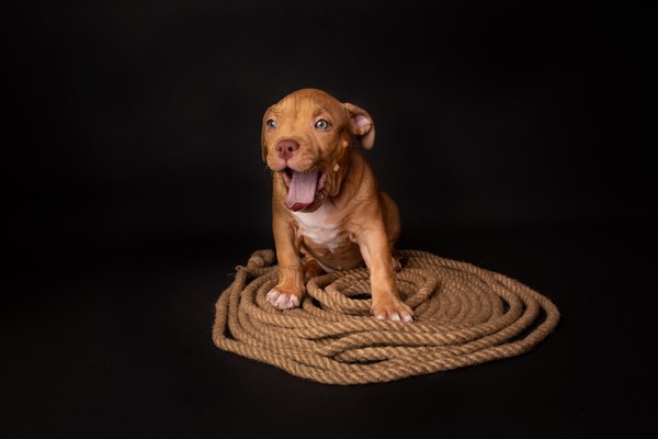 Puppy American Pit Bull Terrier sitt on a jute cord on black background in studio