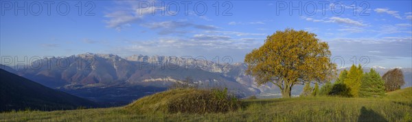 View of the Brenta Dolomites and tree above
