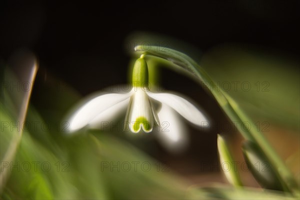 Common snowdrop