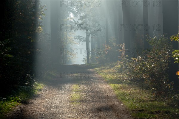 Beautiful morning sun rays illuminating the forest road. Poland