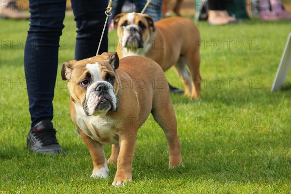 Dog Show. Rybnik