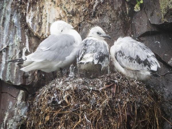 Kittiwake