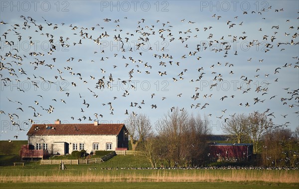 Canada Geese