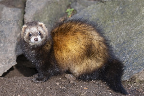 Ferret