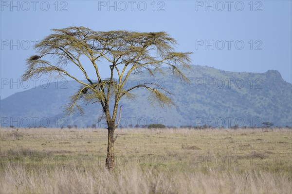 Solitary umbrella thorn acacia