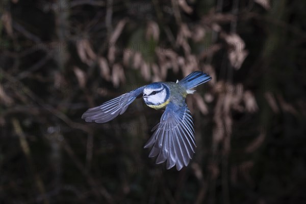 Blue tit