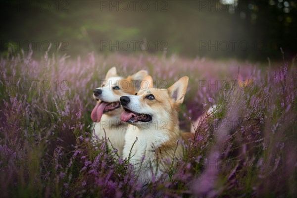 Pembroke Welsh Corgi dog sitting in a blooming heather meadow. Happy dog