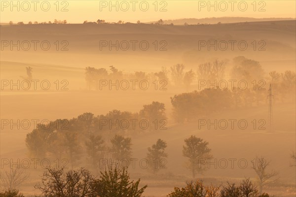 Beautiful Moravian fields with avenues of trees shrouded in morning fog. Czech Republic